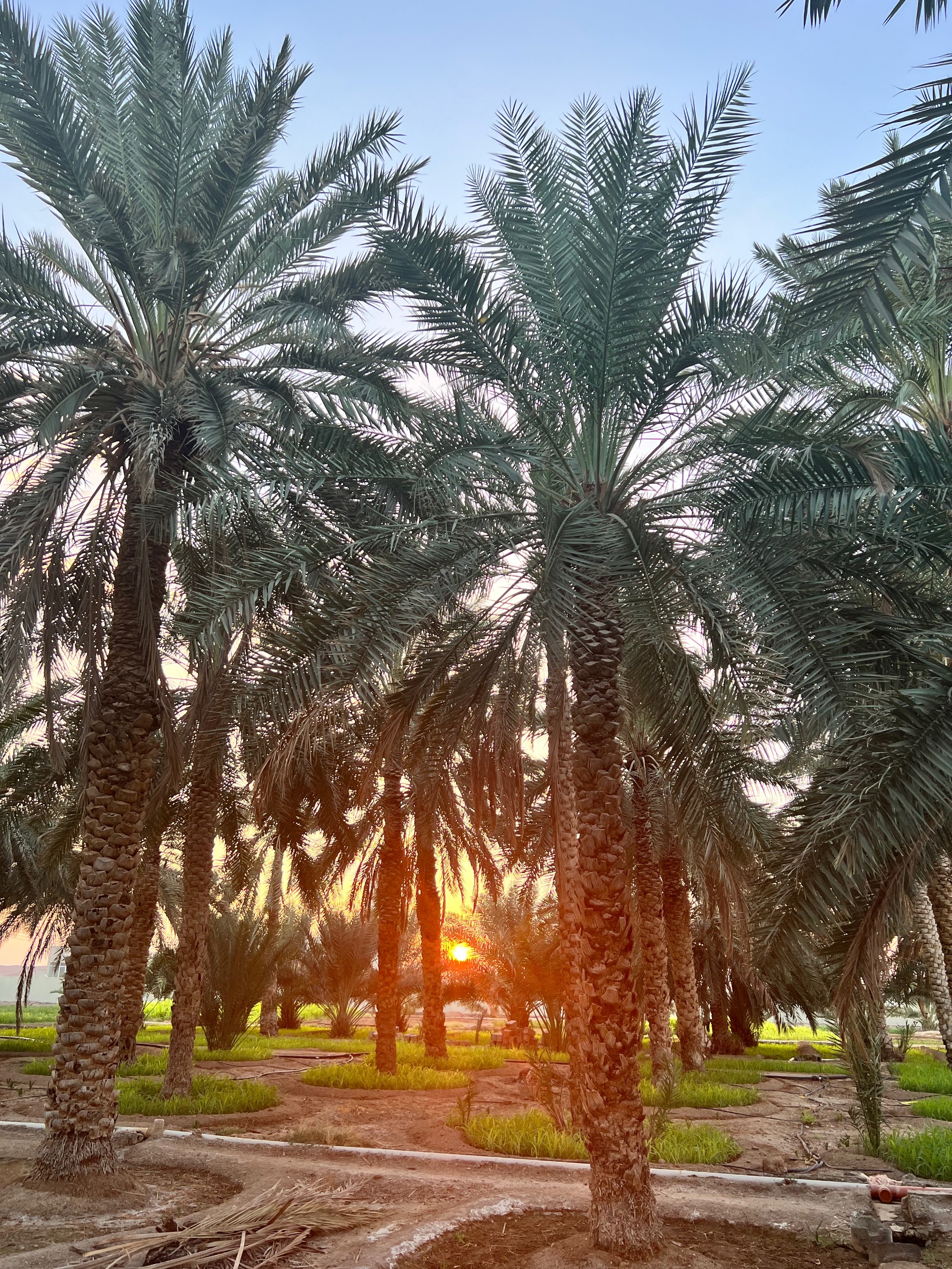 Sunset through palm trees